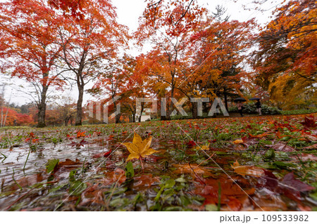 北海道　日本　福原山荘　十勝　紅葉　秋　カラフル　もみじ　日本庭園 109533982