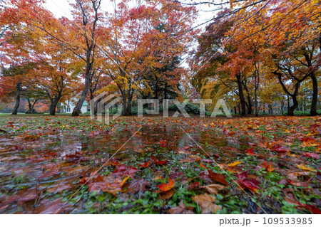 北海道　日本　福原山荘　十勝　紅葉　秋　カラフル　もみじ　日本庭園 109533985