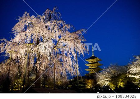 東寺の夜桜 東寺の夜桜 109534028