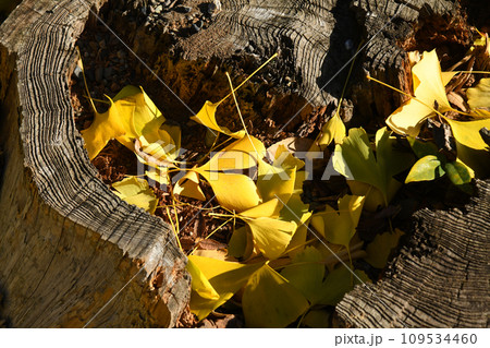 古い切り株と銀杏の落葉 109534460