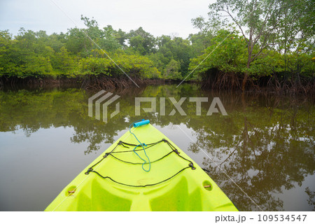 Scene of mangrove forest from longtail boat. 109534547