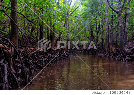 Scene of beautiful mangrove forest 109534548