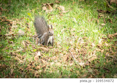 北海道の10月、エゾリスは大忙し。 109534872