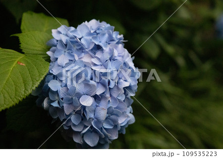 鎌倉の明月院に咲く鮮やかな紫陽花 109535223
