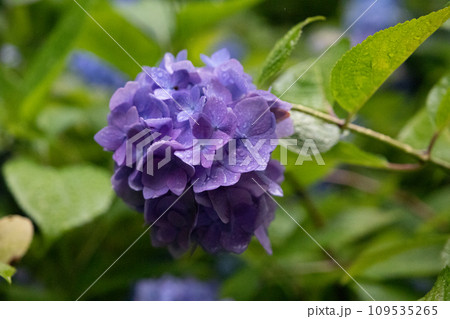 鎌倉の明月院に咲く鮮やかな紫陽花 鎌倉の明月院に咲く鮮やかな紫陽花 109535265
