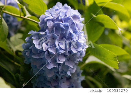 鎌倉の明月院に咲く鮮やかな紫陽花 鎌倉の明月院に咲く鮮やかな紫陽花 109535270