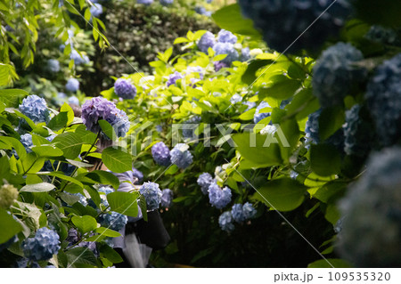 鎌倉の明月院に咲く鮮やかな紫陽花 109535320