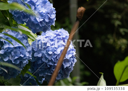 鎌倉の明月院に咲く鮮やかな紫陽花 109535338