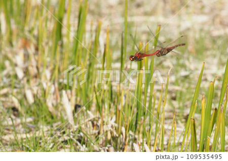 産卵行動中の初冬のナツアカネ 109535495