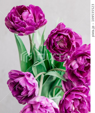 bouquet of gray red lilac tulips in glass vase on dark background. flower bouquet in vase on table 109535523