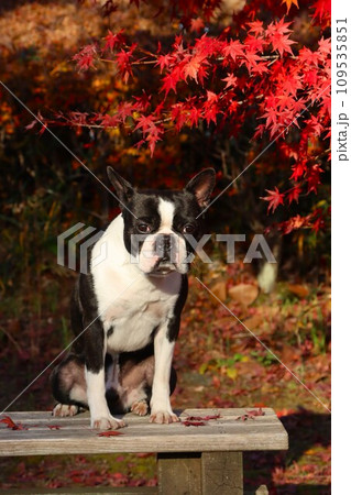 毛呂山町の美しい紅葉の下に座って可愛く見つめるボストンテリアのマイティ君♡ 109535851