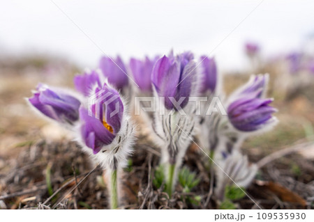 Dream grass spring flower. Pulsatilla blooms in early spring in forests and mountains. Purple pulsatilla flowers close up in the snow Dream grass spring flower. Pulsatilla blooms in early spring in forests and mountains. Purple pulsatilla flowers close up in the snow 109535930