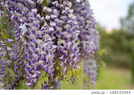 Blooming Wisteria Sinensis with classic purple flowers in full bloom in drooping racemes against the sky. Garden with wisteria in spring. Blooming Wisteria Sinensis with classic purple flowers in full bloom in drooping racemes against the sky. Garden with wisteria in spring. 109535944