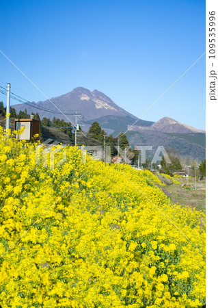 湯布院　菜の花と由布岳 109535996