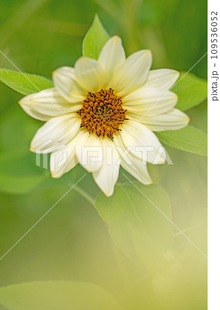 家の周りの草花　四季の色々　夏の花　白いミニサイズ　鉢植えのヒマワリ 109536052