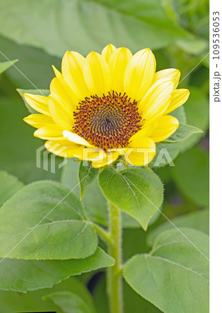 家の周りの草花　四季の色々　夏の花　黄色いミニサイズ　鉢植えのヒマワリ 109536053