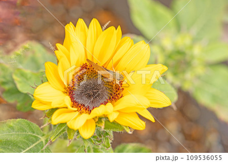 家の周りの草花　四季の色々　夏の花　黄色いミニサイズ　鉢植えのヒマワリ 109536055