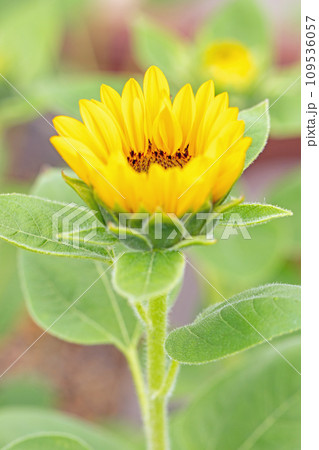 家の周りの草花　四季の色々　夏の花　黄色いミニサイズ　鉢植えのヒマワリ 109536057