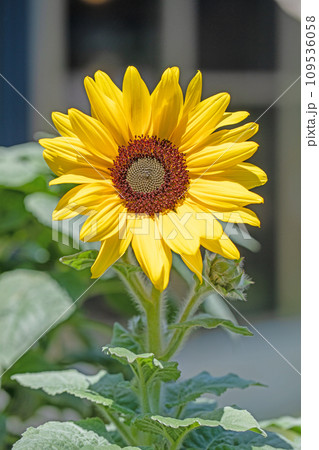 家の周りの草花　四季の色々　夏の花　黄色いミニサイズ　鉢植えのヒマワリ 109536058