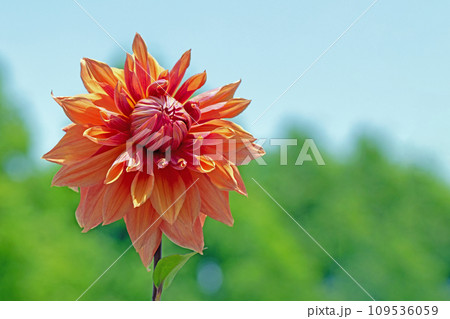 家の周りの草花 四季の色々 夏の花 赤いミニサイズ 鉢植えのヒマワリ 家の周りの草花 四季の色々 夏の花 赤いミニサイズ 鉢植えのヒマワリ 109536059