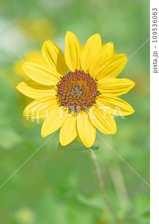 家の周りの草花　四季の色々　夏の花　黄色いミニサイズ　鉢植えのヒマワリ 109536063
