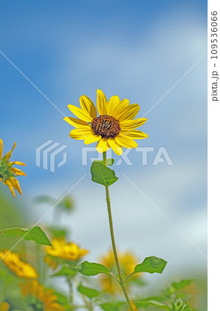 家の周りの草花　四季の色々　夏の花　青空に向かって咲く　黄色いミニサイズ　鉢植えのヒマワリ 109536066