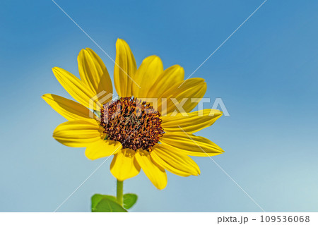家の周りの草花　四季の色々　夏の花　青空に向かって咲く　黄色いミニサイズ　鉢植えのヒマワリ 109536068