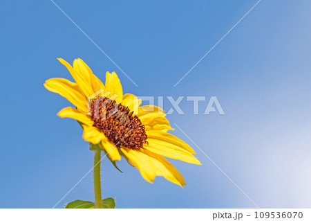 家の周りの草花　四季の色々　夏の花　青空に向かって咲く　黄色いミニサイズ　鉢植えのヒマワリ 109536070