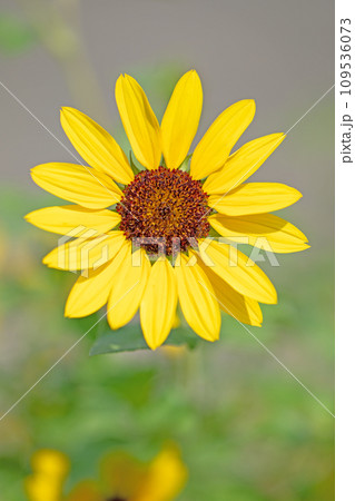 家の周りの草花 四季の色々 夏の花 黄色いミニサイズ 鉢植えのヒマワリ 家の周りの草花 四季の色々 夏の花 黄色いミニサイズ 鉢植えのヒマワリ 109536073