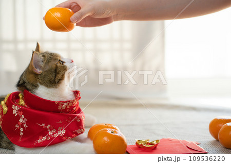 flatlay design for chinese new year concept with red envelope orange and gold on red background flatlay design for chinese new year concept with red envelope orange and gold on red background 109536220