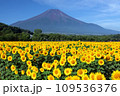 富士山とヒマワリ 109536376