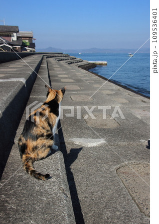 青空の下で日向ぼっこする猫【香川県・佐柳島】 109536401