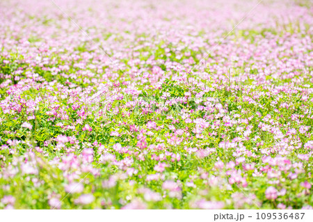 レンゲソウ畑 レンゲソウ畑 109536487