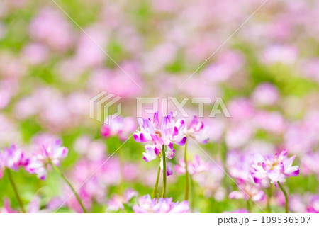 レンゲ草 109536507