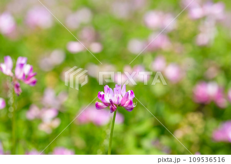 レンゲ草 109536516