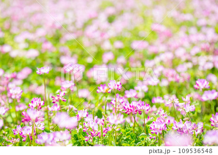 レンゲソウ畑 レンゲソウ畑 109536548