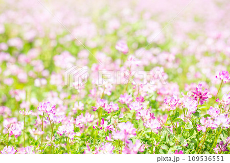 レンゲソウ畑 109536551