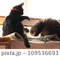 攻撃を仕掛けられている猫 109536693