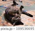 獲物捕まえて喜んでひっくり返っている猫 109536695