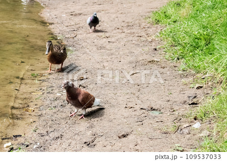 Red pigeon on the sand by the river 109537033