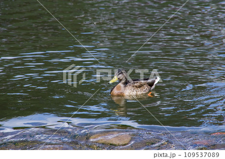 Duck swims in dirty green water on a river 109537089