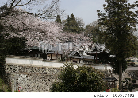 春のお寺の境内に咲くソメイヨシノの風景 春のお寺の境内に咲くソメイヨシノの風景 109537492