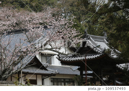 本堂に咲くしだれ桜 本堂に咲くしだれ桜 109537493