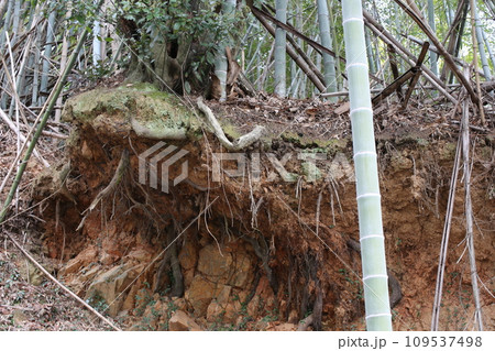 伐採された木 109537498