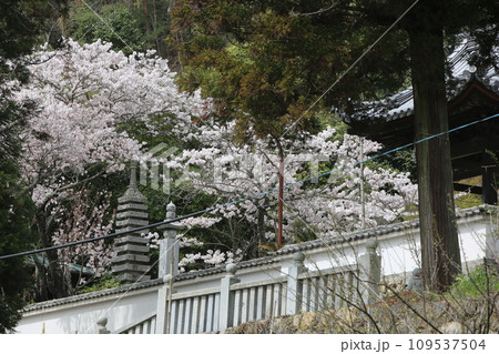 桜のある風景 桜のある風景 109537504