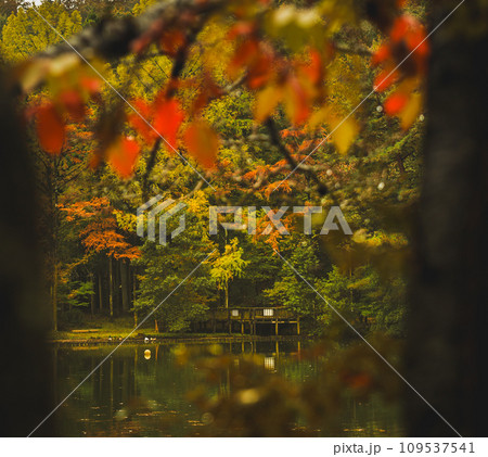 池に映る紅葉 109537541