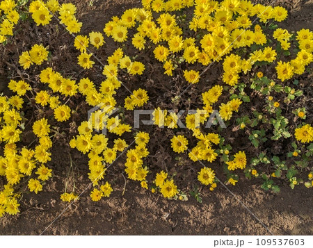 冬の庭に咲く黄色いスプレーギクの花 109537603