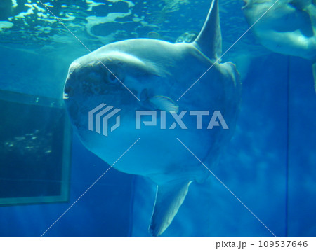水族館で見たマンボウ 109537646
