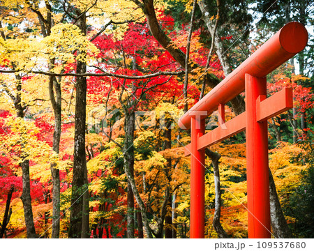 鳥居と紅葉 鳥居と紅葉 109537680