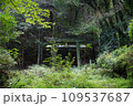 廃神社 苔むした鳥居 109537687